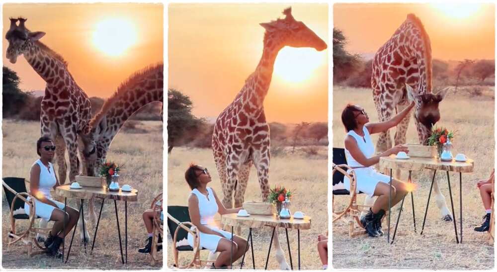 Photos of giraffes interacting with a lady.