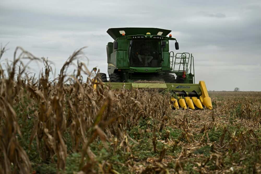 In the fields, the corn cobs are brown and crackly, the maize kernels small and irregular In the fields, the corn cobs are brown and crackly, the maize kernels small and irregular