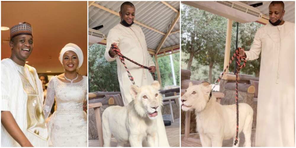 President Buhari’s son-in-law Ahmed Indimi shows off new pet lion