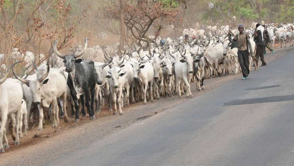 Coronavirus: Institute wants herdsmen excluded from lockdown