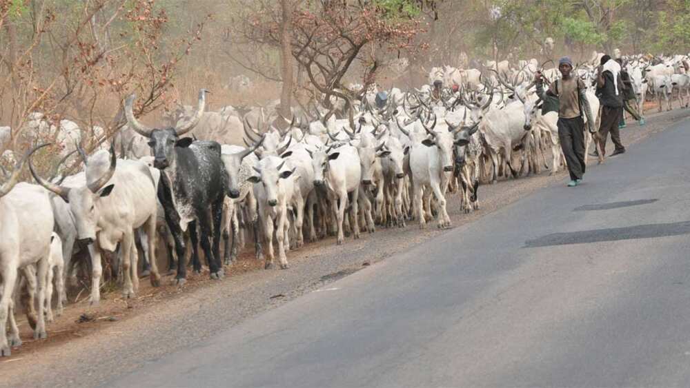 An kashe mana mutane 99 a kudancin Kaduna - Fulani Makiyaya