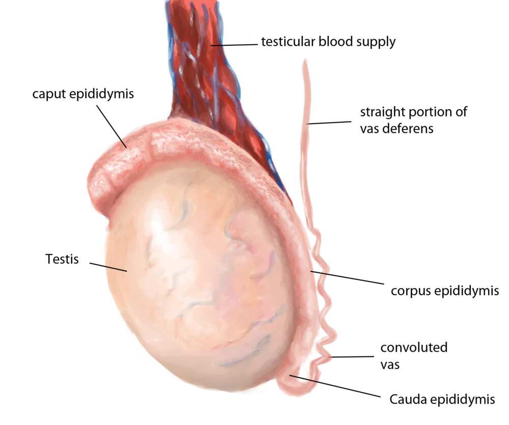 Laptop radiation does not cause skin cancer but it can contribute to male infertility Laptop radiation does not cause skin cancer but it can contribute to male infertility