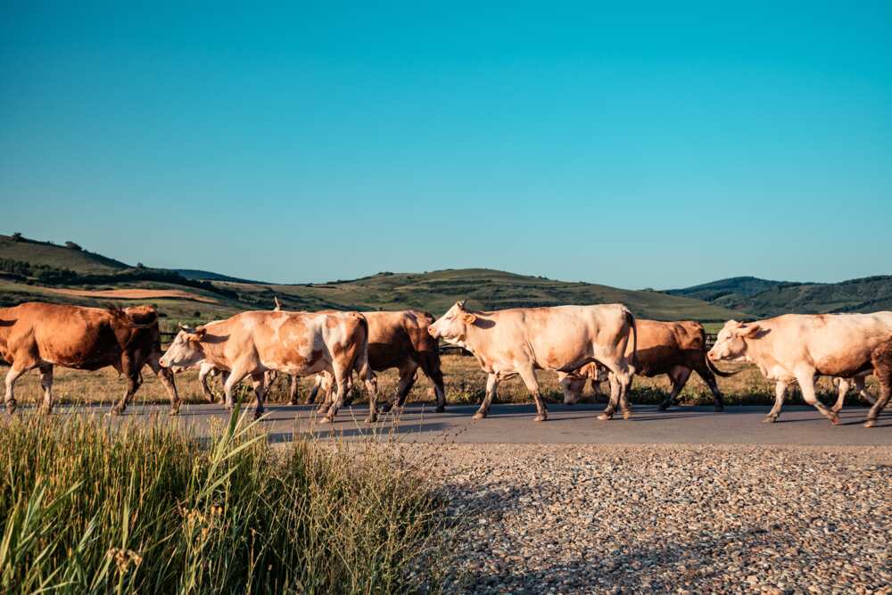 Are cows friendly Are cows friendly