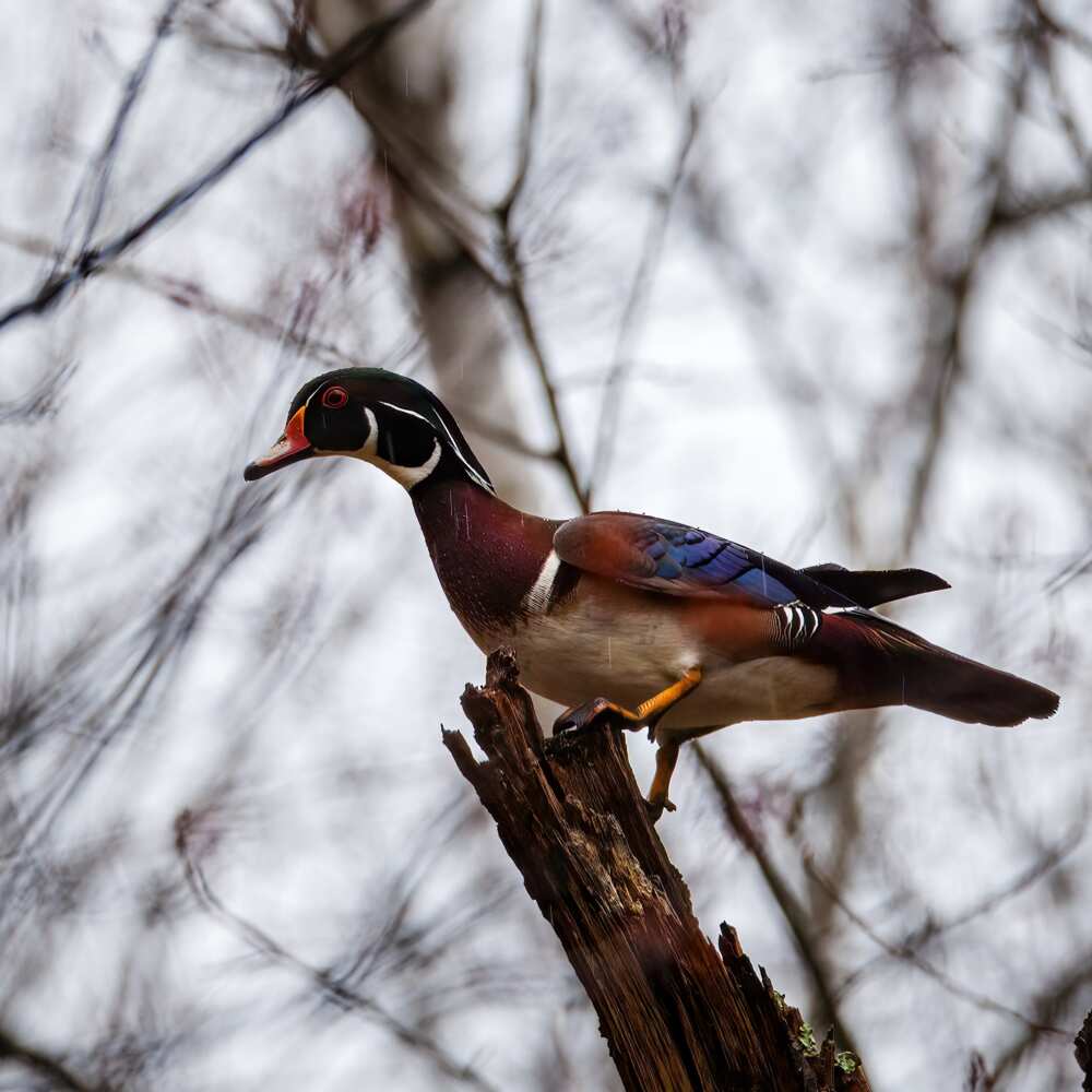 Cool-looking birds