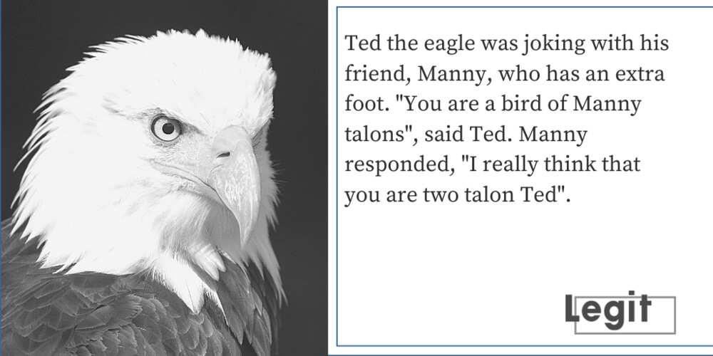 eagle puns