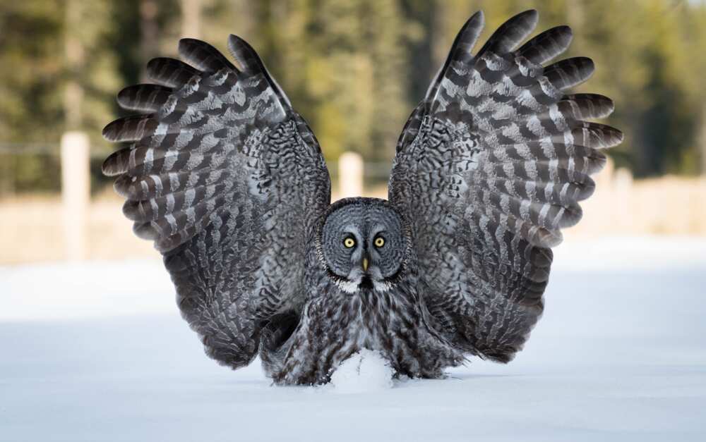 Great Grey Owl flipping its wings