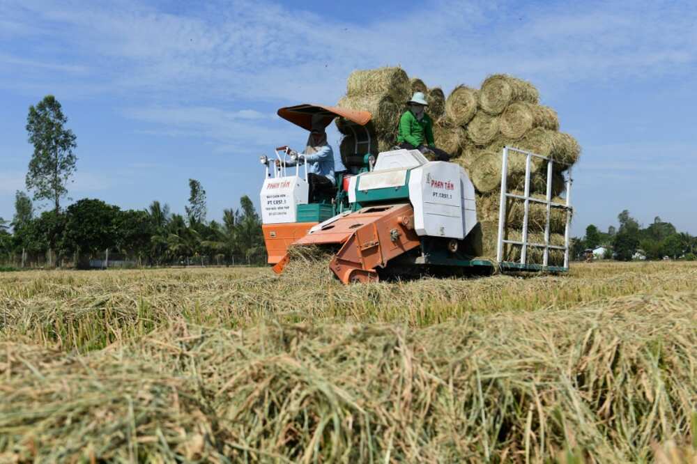 Farmers use a roller to collect straw in a field in Can Tho