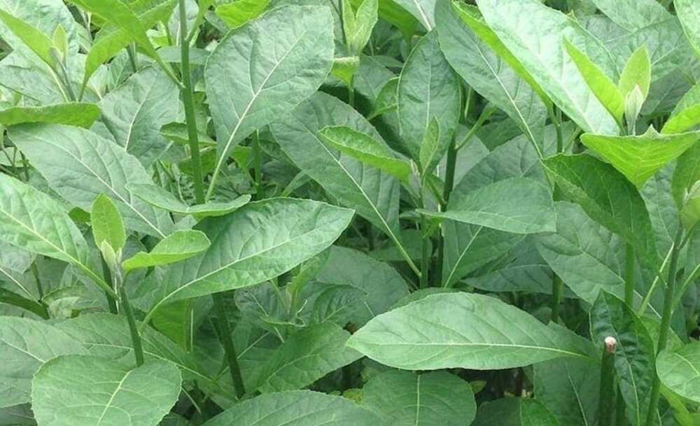 Bitter leaf and scent leaf