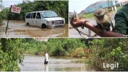 Wild animals invade Riverview estate in Ogun due to flood