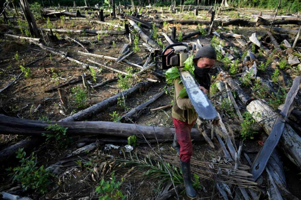 A Colombian farmer carries a chainsaw at a coca plantation after cutting down trees to plant coca in Guaviare department, Colombia in December 2021