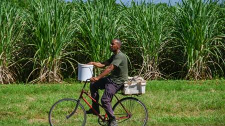 Fuel shortages a bitter pill for Cuba's sugar cane producers