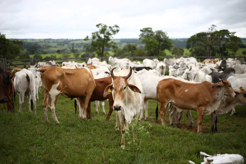 funny cow names