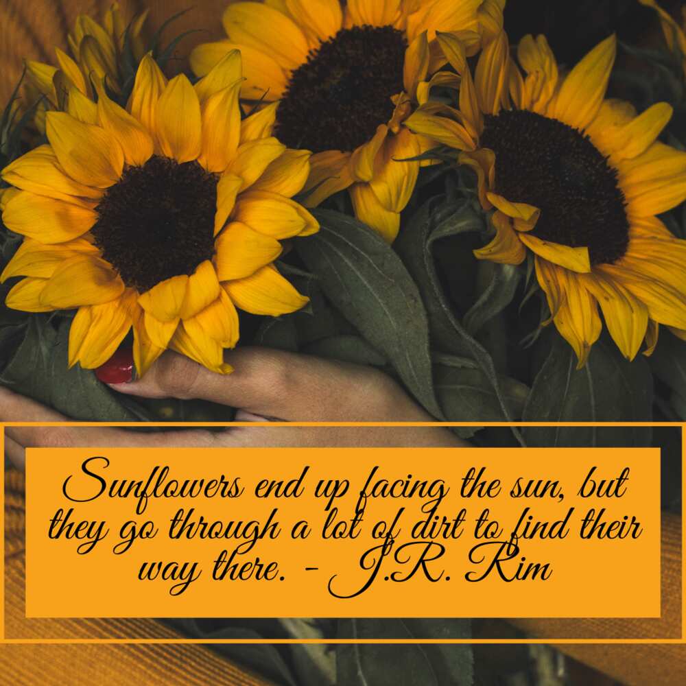 sunflower sayings