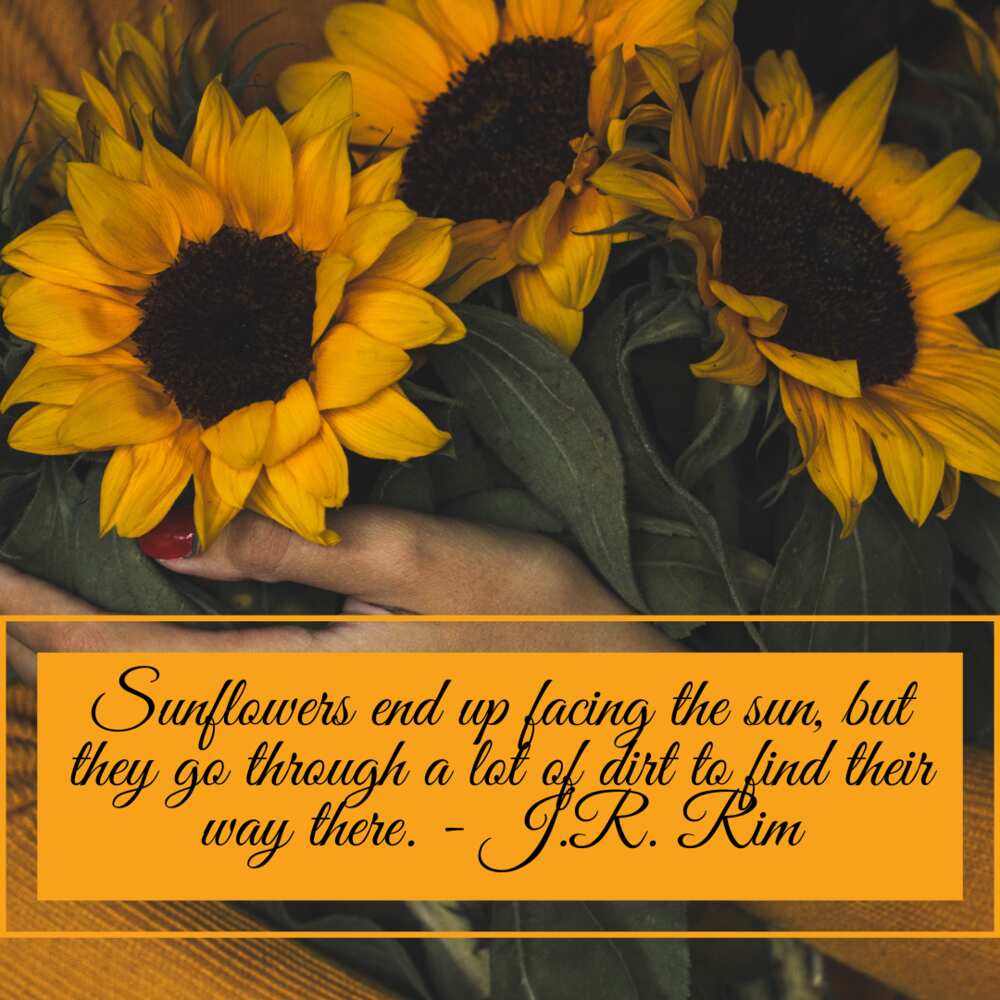 Beautiful sunflower quotes, sayings, puns, and memes to make your day - Beautiful sunflower quotes, sayings, puns, and memes to make your day -