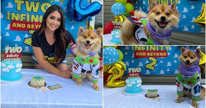 Lady wedding celebration, dog, organises