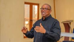 Can Labour Party's factional chairman withdraw Peter Obi's petition against Tinubu? Tanko reacts