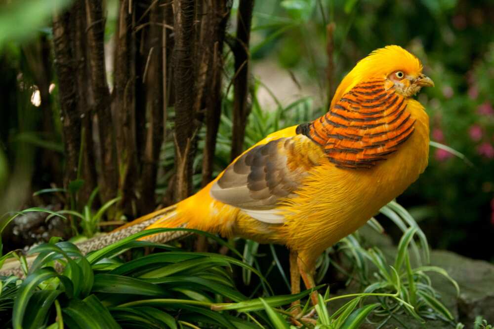 Cool-looking birds Cool-looking birds