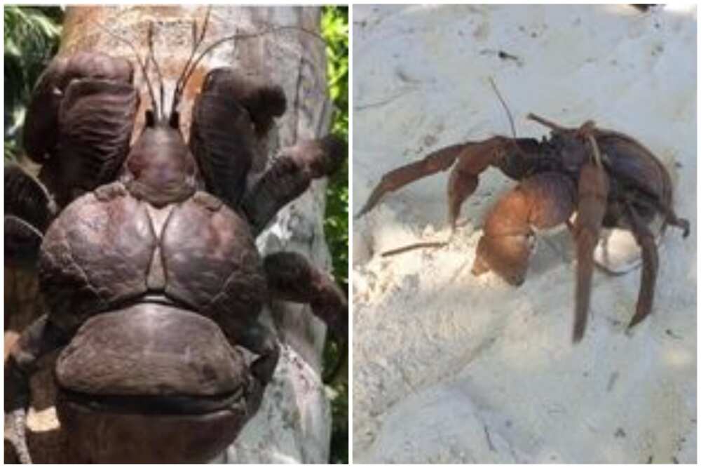 Chilling animals Chilling animals