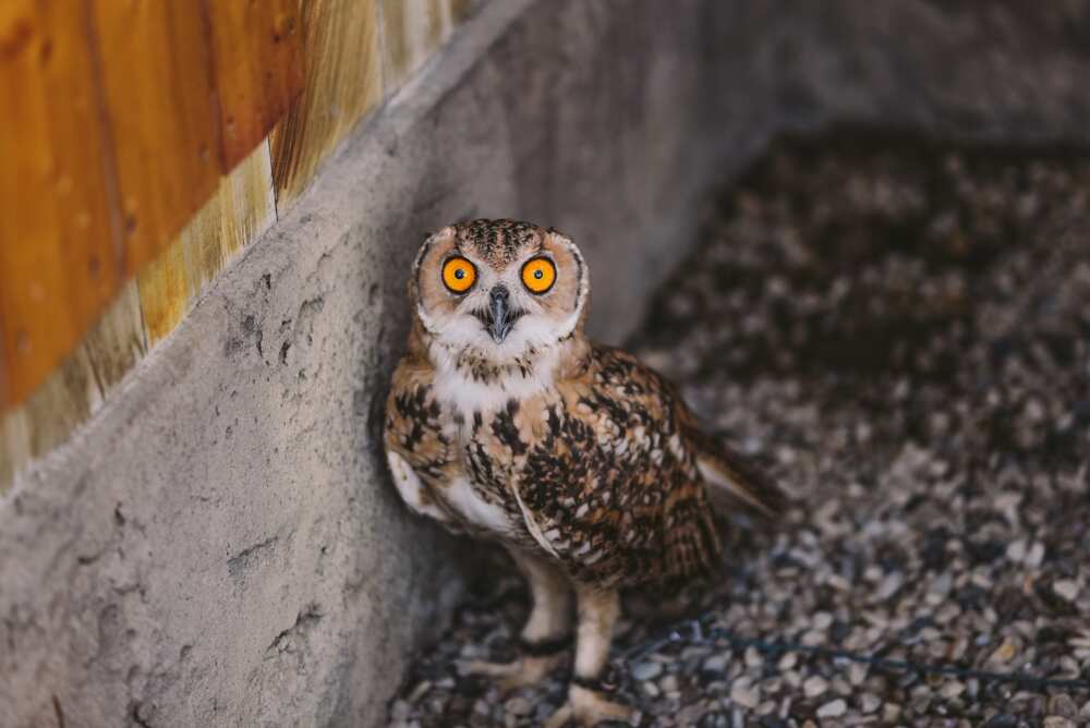 Close up of the Pharaoh Eagle-Owl