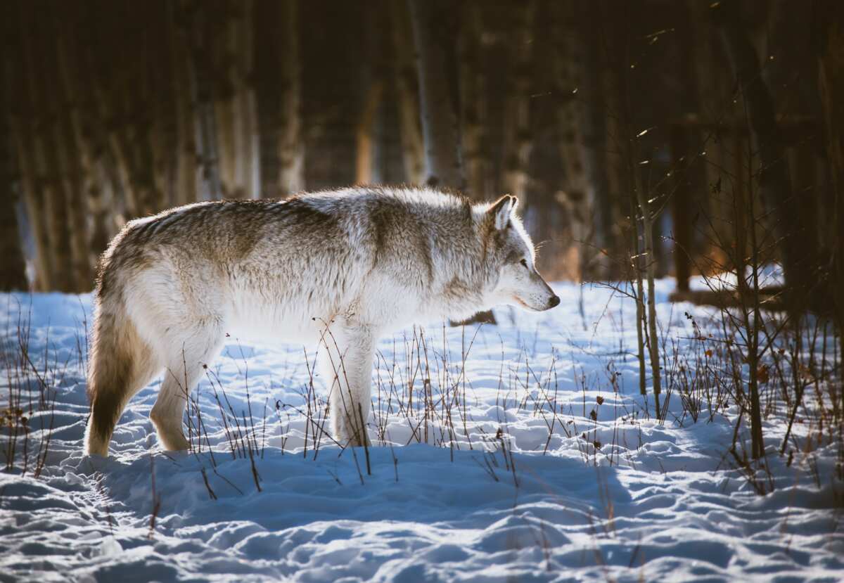 100 badass wolf names their meanings and where they come from