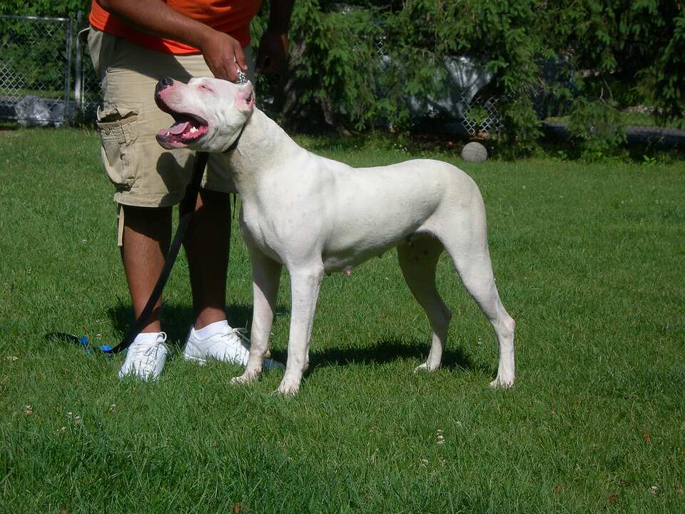 Most expensive dog breeds in USA Most expensive dog breeds in USA