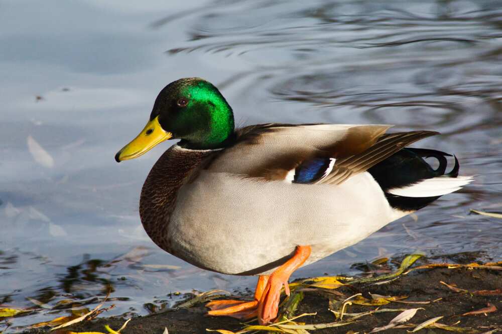 Funny duck names