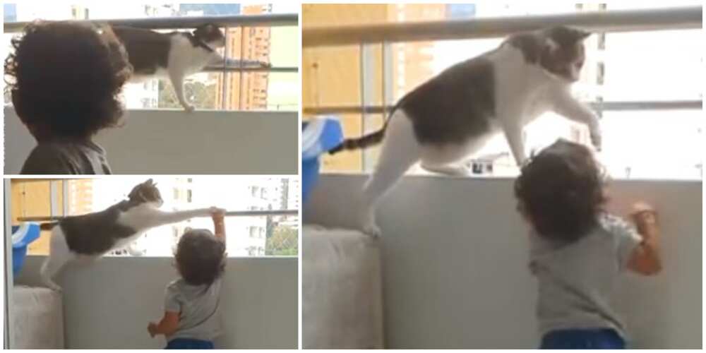 Cat prevents kid from climbing over balcony in video, stuns many people