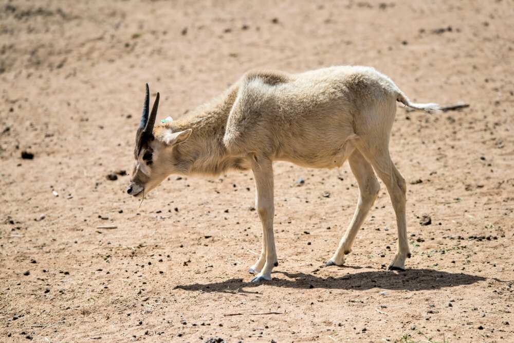 animaux du désert - addax animaux du désert - addax