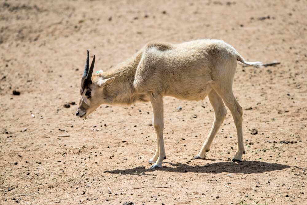 animaux du désert - addax