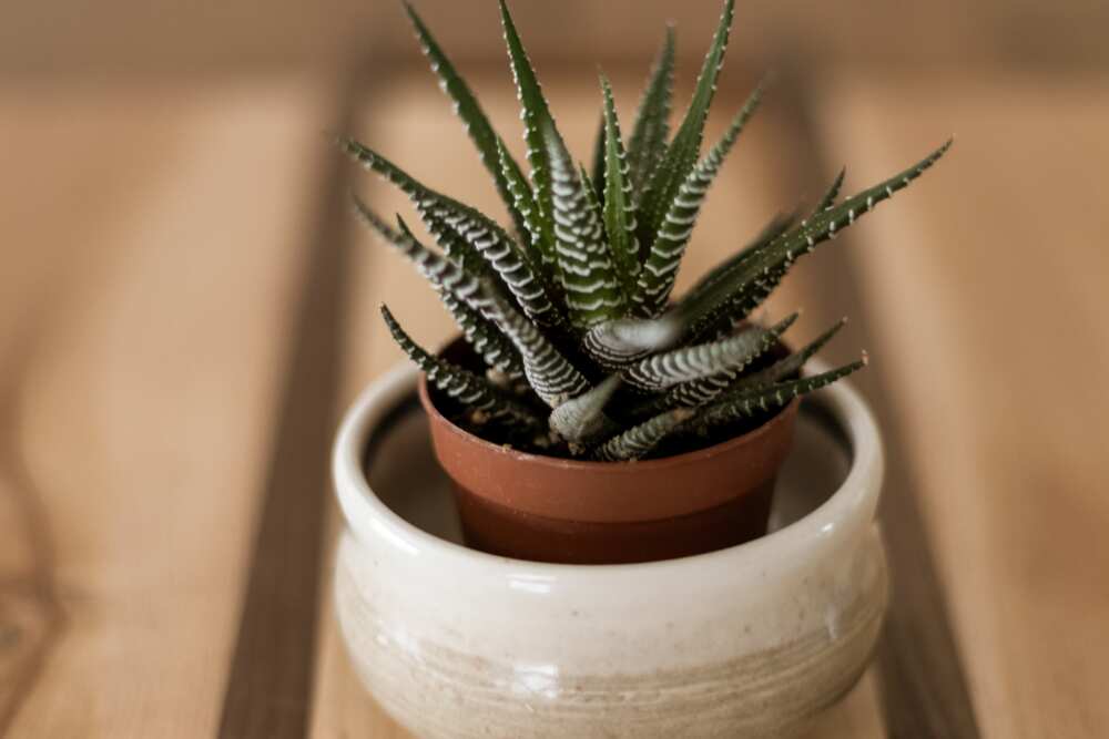 Office plants that don't need sun Office plants that don't need sun