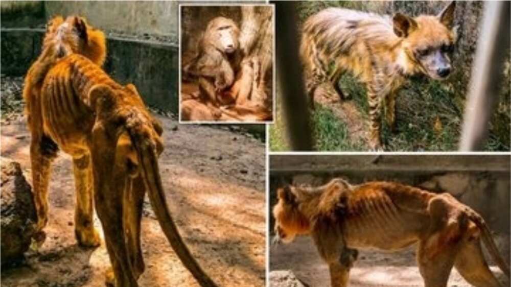 The animals are in a horrible state of hunger.
Photo source: ThisDay Live