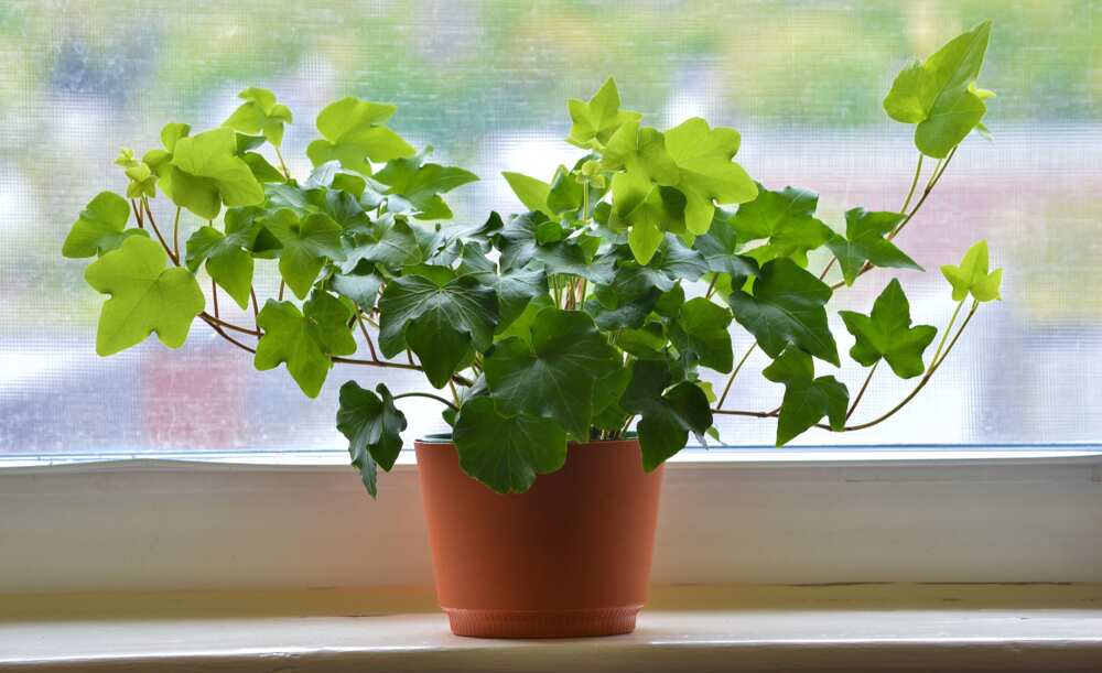 outdoor plants that don't need sunlight outdoor plants that don't need sunlight