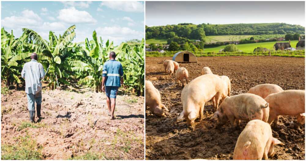 Pig farmer, man, dad, disowned, Muslim Pig farmer, man, dad, disowned, Muslim