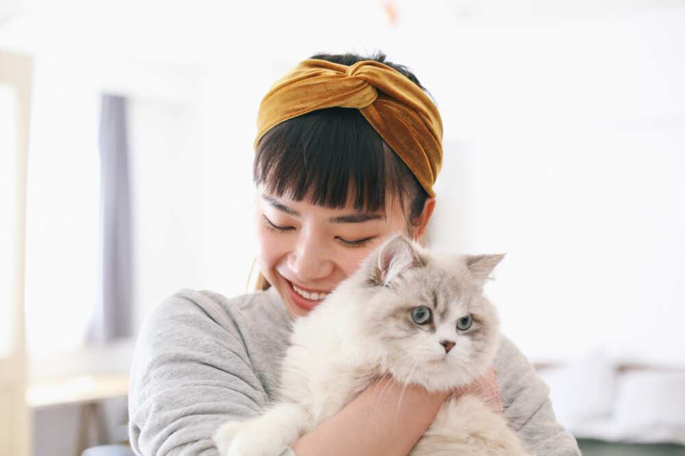Noms de chat japonais Noms de chat japonais