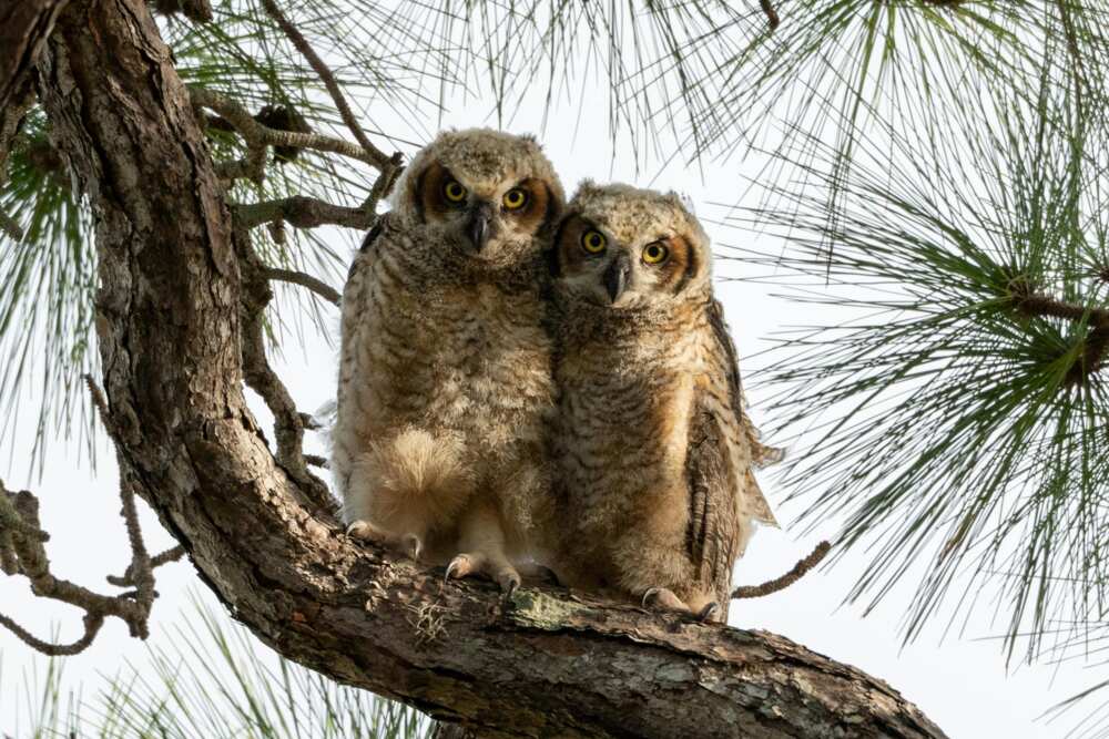 Owls sitting on a branch