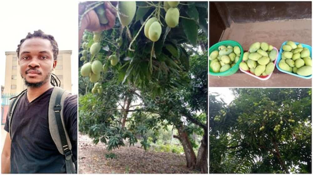 Dan Najeriya ya wallafa hotunan bishiyar mangwaro a kauyensu da ke samar da 'ya'ya 10,000 Dan Najeriya ya wallafa hotunan bishiyar mangwaro a kauyensu da ke samar da 'ya'ya 10,000