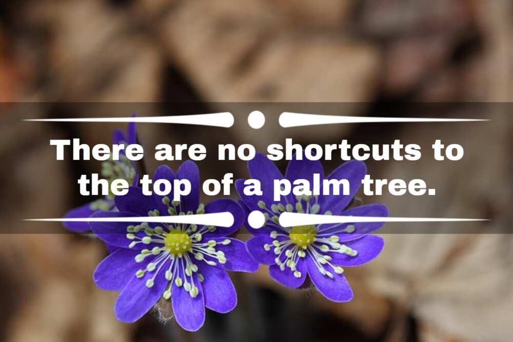 Plant saying Plant saying