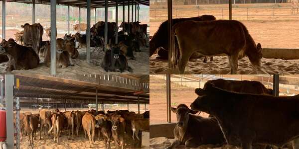 Ranching: US mission shares photos of dairy farm, investment in Ekiti