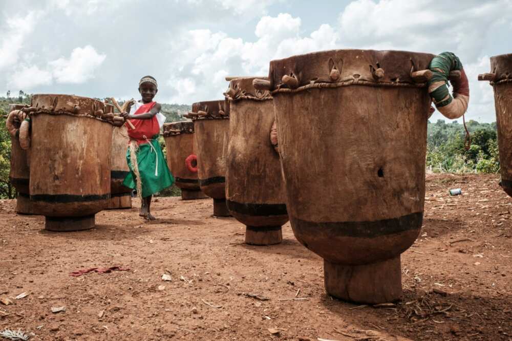 For a long time, the drums could only be carved from the gigantic trunks of 'umuvugaangoma', or 'the tree that makes the drum talk' For a long time, the drums could only be carved from the gigantic trunks of 'umuvugaangoma', or 'the tree that makes the drum talk'