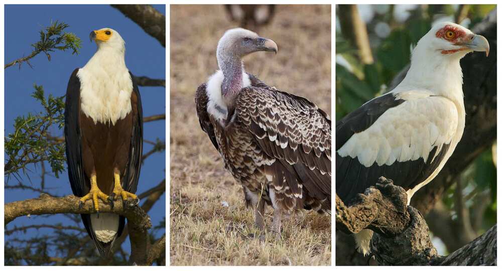 Different Types Of Birds In Nigeria Legit Ng