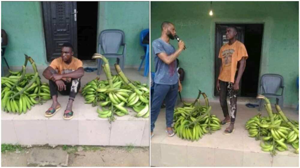 Man 'Steals' Bunches of Plantain, Says He Did for Girlfriend Who Needed N10k Makeup, Nigerians React