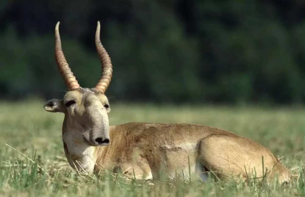 Animals of the Red Book of Kazakhstan