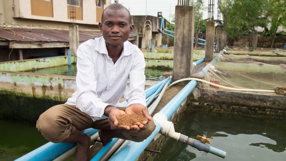 How to start fish farming in Nigeria