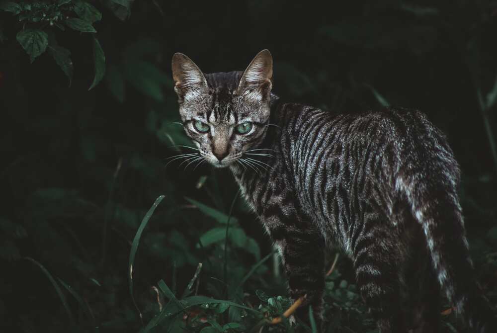 What is the most expensive cat? What is the most expensive cat?