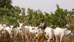 "27 herders in top northern states were killed after paying N29m ransom," Miyetti Allah laments