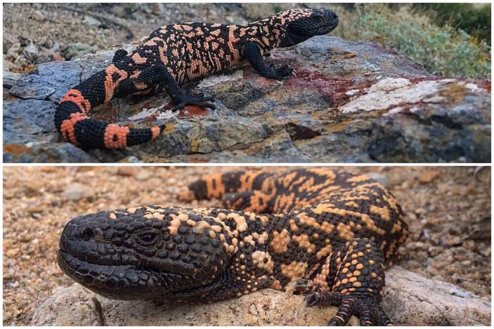 Scary animals Scary animals