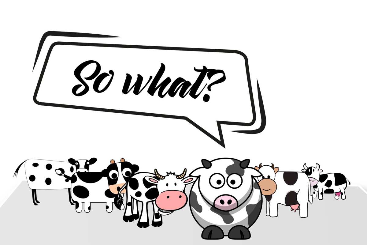 Top 50 Funny Cow Puns Jokes One Liners And Pick Up Lines Legit ng