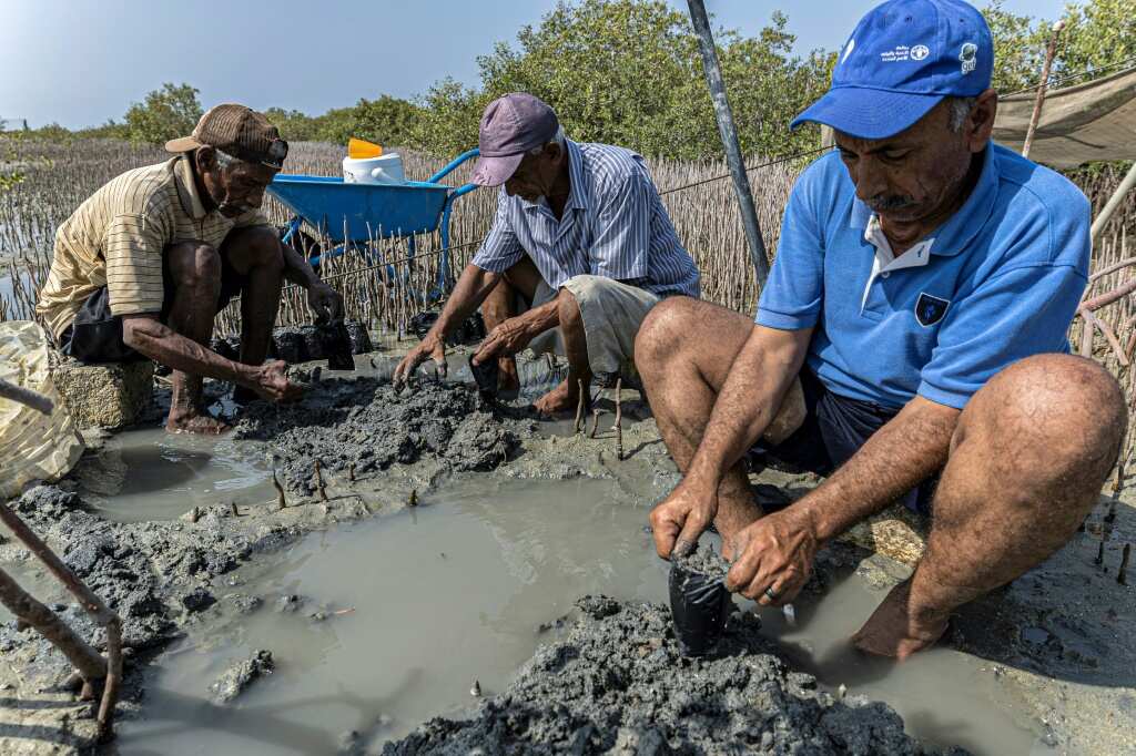 Egypt replants mangrove 'treasure' to fight climate change impacts