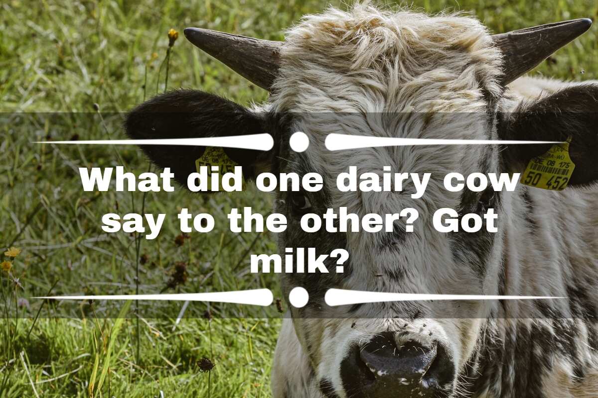 100+ Funny Cow Jokes, Puns, Memes, Sayings And One-liners - Legit.ng