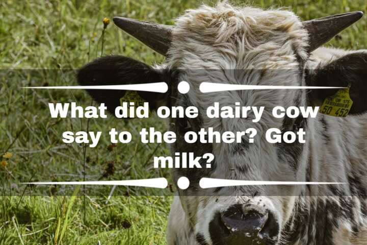 100-funny-cow-jokes-puns-memes-sayings-and-one-liners-legit-ng